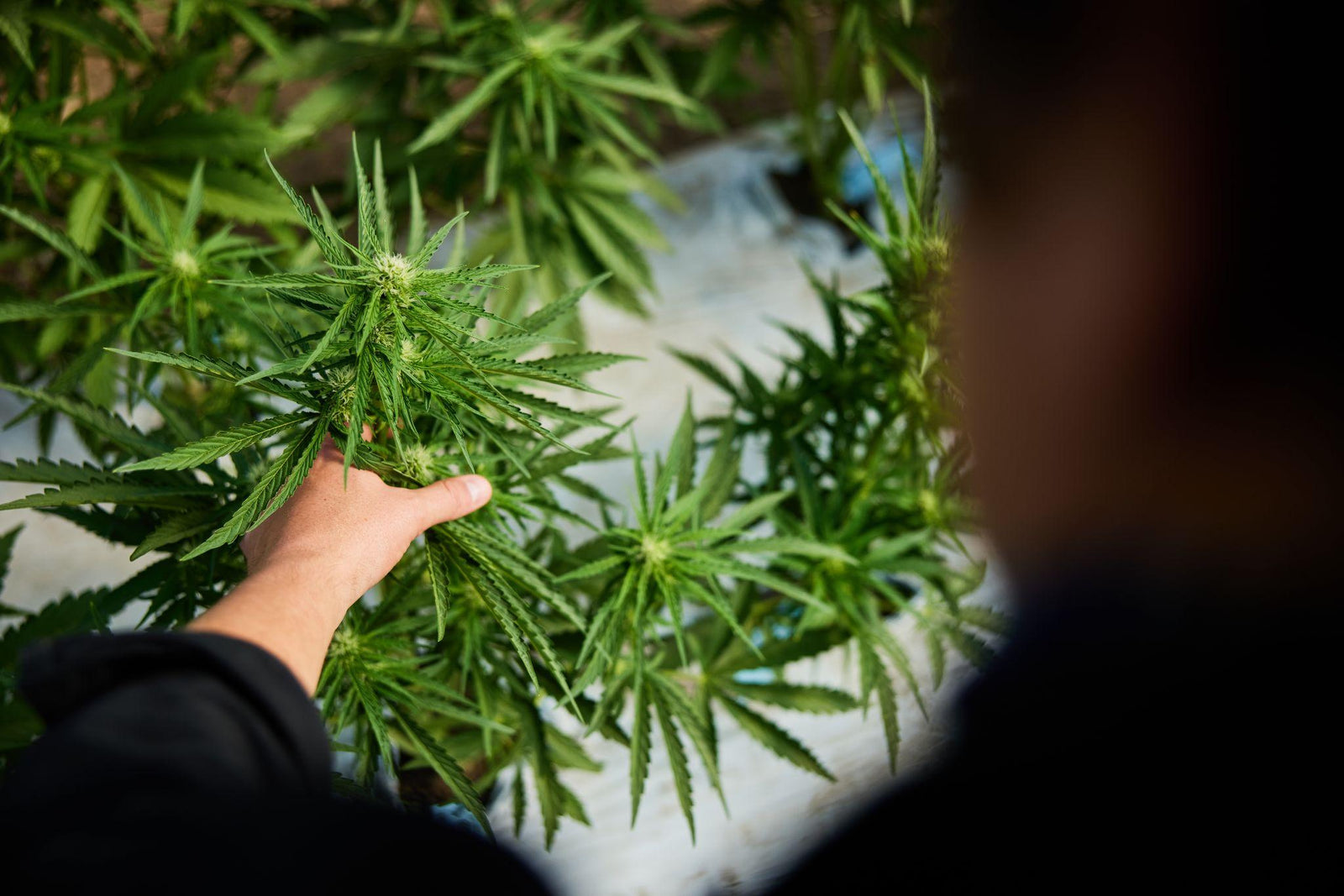 Making the perfect productive joint: Country’s Good Neighbor