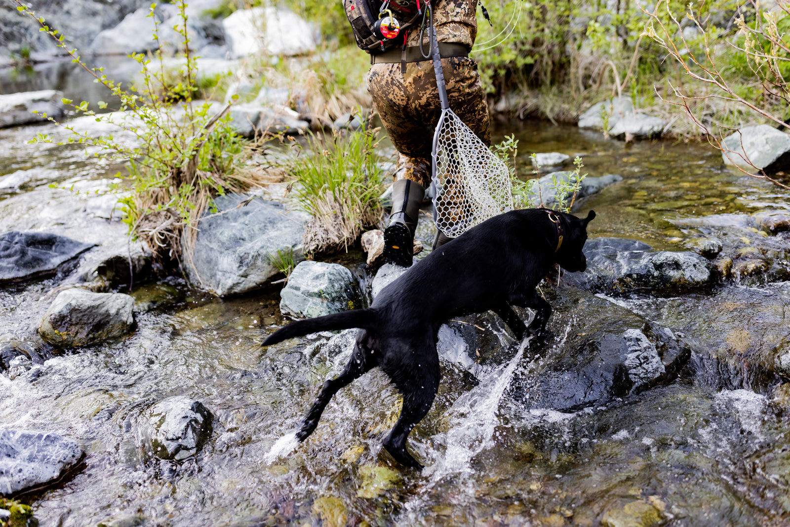 Country Adventures with Hardy: Stony Creek